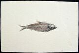 Knightia Fossil Fish On Large Slab #8548-1